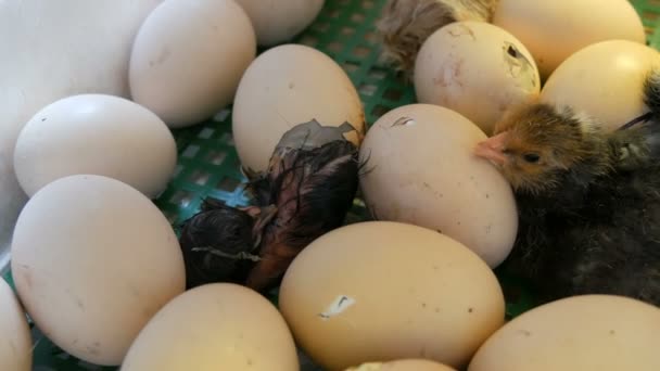 작은 여전히 젖은 신생아 흰색과 검은 닭은 농장에 가정 인큐베이터에서 계란 옆에 계란 껍질을 깰 — 비디오