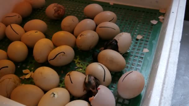 Kleine nog natte pasgeborenen witte en zwarte kippen breken eierschaal naast de eieren in huis incubator op de boerderij — Stockvideo