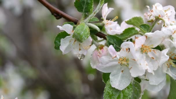 Blommande äppelträd efter regnet. Äpple blommor i regndroppar på våren — Stockvideo