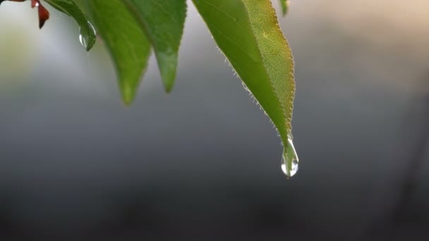 Pintoresca escena de un joven árbol de albaricoques de hoja verde después de la lluvia en el sol poniente. Gotas de lluvia de agua en la rama en la primavera o en el verano vista de cerca — Vídeo de stock