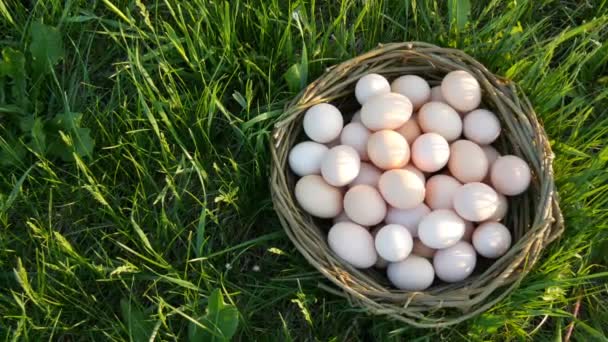 Пейзаж великих домашніх курячих яєць з плетеним гніздом ручної роботи на зеленій траві в променях сонця навесні або влітку крупним планом . — стокове відео