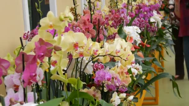 Pestrobarevné květy orchidejí na výstavě ve skleníku