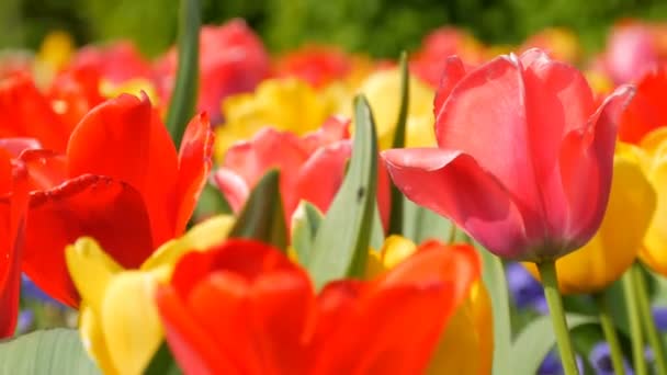 Picturesque beautiful colorful red and yellow tulips flowers bloom in spring garden. Decorative tulip flower blossom in springtime in royal park Keukenhof. Close view Netherlands, Holland — Stock Video