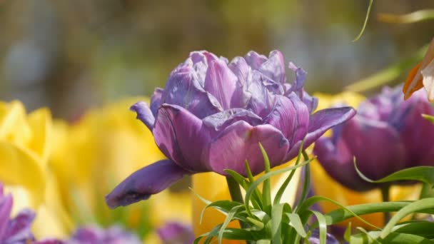 Pittoresco mix di fiori di tulipani viola scuro e giallo fioriscono nel giardino primaverile. Fiori di tulipano decorativi fioriscono in primavera nel parco reale Keukenhof. Vista da vicino Paesi Bassi, Olanda — Video Stock