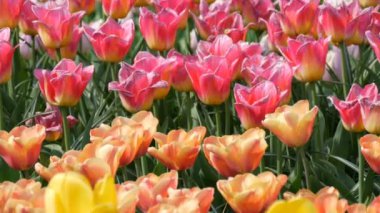 Çok renkli lale çiçekleri pitoresk karışımı bahar bahçesinde çiçek. Kraliyet parkı Keukenhof ilkbaharda dekoratif lale çiçeği çiçeği. Hollanda, Hollanda