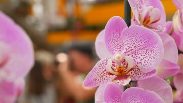 Färgglada rosa orkidé blommor på utställningen i Greenhouse — Stockvideo