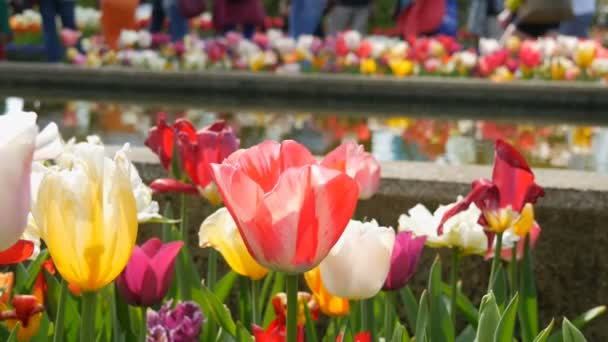 Pittoresco mix di fiori di tulipani multicolori fioriscono in primavera riflesso giardino in acqua. Fiori di tulipano decorativi fioriscono in primavera nel parco reale Keukenhof. Paesi Bassi, Olanda — Video Stock