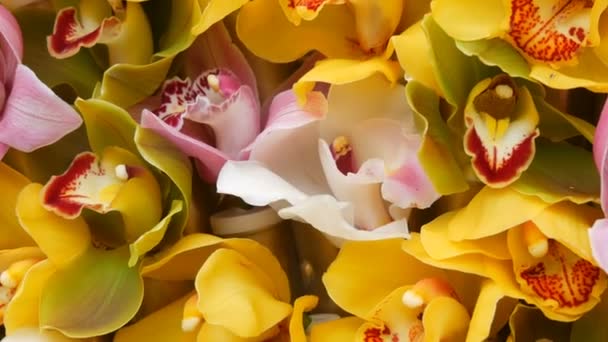 Coloridas flores de orquídea amarillas en exposición en invernadero — Vídeos de Stock