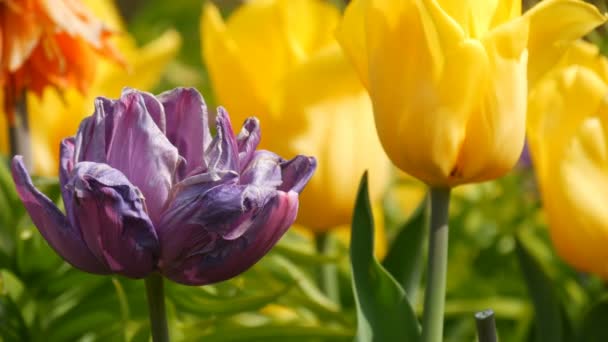 Picturesque mix of dark purple and yellow tulips flowers bloom in spring garden. Decorative tulip flower blossom in springtime in royal park Keukenhof. Close view Netherlands, Holland — Stock Video