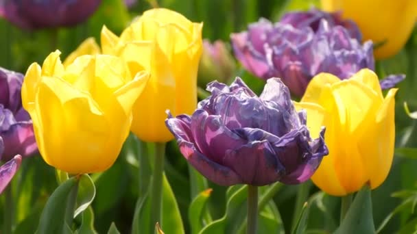 Picturesque mix of dark purple and yellow tulips flowers bloom in spring garden. Decorative tulip flower blossom in springtime in royal park Keukenhof. Close view Netherlands, Holland — Stock Video