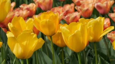 Pitoresk ilginç sarı lale çiçeklerbahar bahçesinde çiçek. Kraliyet parkı Keukenhof yakın görünümünde ilkbaharda dekoratif lale çiçeği çiçeği. Hollanda, Hollanda