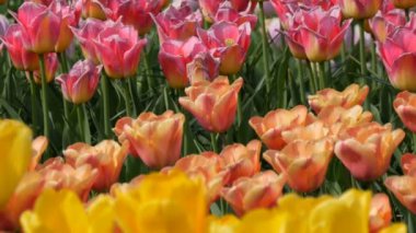 Çok renkli lale çiçekleri pitoresk karışımı bahar bahçesinde çiçek. Kraliyet parkı Keukenhof ilkbaharda dekoratif lale çiçeği çiçeği. Hollanda, Hollanda