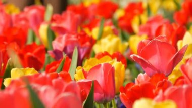Pitoresk güzel renkli kırmızı ve sarı lale ler bahar bahçesinde çiçek açar. Kraliyet parkı Keukenhof ilkbaharda Dekoratif lale çiçeği çiçeği. Yakın görüş Hollanda, Hollanda