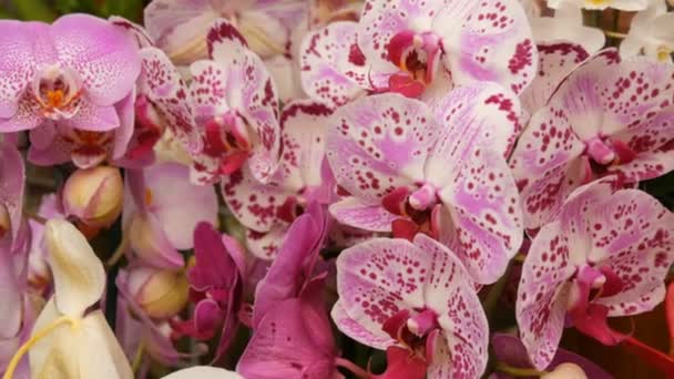 Pestrobarevné květy orchidejí na výstavě ve skleníku — Stock video
