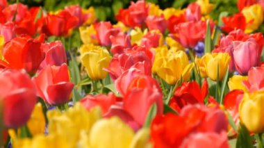 Pitoresk güzel renkli kırmızı ve sarı lale ler bahar bahçesinde çiçek açar. Kraliyet parkı Keukenhof ilkbaharda Dekoratif lale çiçeği çiçeği. Yakın görüş Hollanda, Hollanda