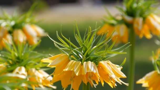 Pittoreska intressanta gula tulpaner blommor blommar i vår trädgård. Dekorativa tulpan blomma blommar på våren i Royal Park Keukenhof nära utsikt. Nederländerna, Holland — Stockvideo