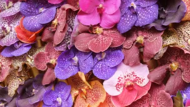 Flores coloridas de la orquídea en exposición en invernadero — Vídeo de stock