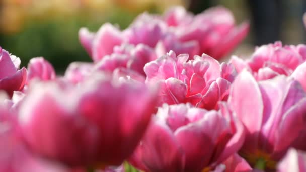 V jarní zahradě kvetou malebné nádherné růžové a bílé květy tulisků. Dekorativní Tulipán kvete ve jarní době v královském parku Keukenhof. Zavřít pohled Nizozemsko, Nizozemsko — Stock video