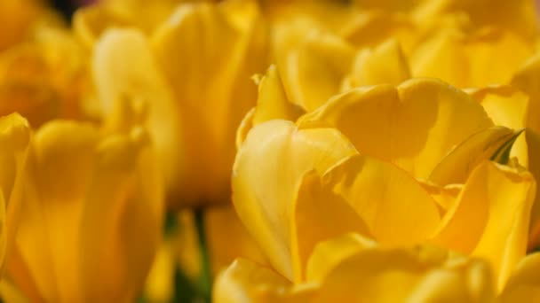 Pittoreschi interessanti fiori di tulipani gialli fioriscono nel giardino primaverile. Fiori di tulipano decorativi fioriscono in primavera nel parco reale Keukenhof vista da vicino. Paesi Bassi, Olanda — Video Stock