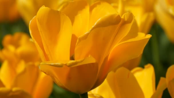 Pintorescas flores de tulipanes amarillos interesantes florecen en el jardín de primavera. Flor de tulipán decorativa flor en primavera en el parque real Keukenhof vista cercana. Países Bajos, Holanda — Vídeo de stock