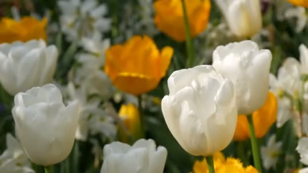 Picturesque beautiful colorful yellow and white tulips flowers bloom in spring garden. Decorative tulip flower blossom in springtime in royal park Keukenhof. Close view Netherlands, Holland — Stock Video
