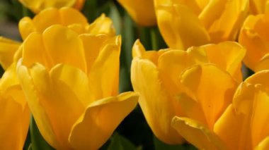 Pitoresk ilginç sarı lale çiçeklerbahar bahçesinde çiçek. Kraliyet parkı Keukenhof yakın görünümünde ilkbaharda dekoratif lale çiçeği çiçeği. Hollanda, Hollanda