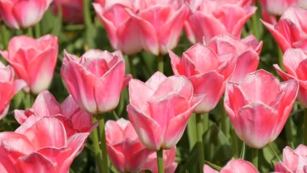 Fresh beautiful delicious pink white tulips flowers bloom in spring garden. Decorative tulip flower blossom in spring in royal park Keukenhof close view. Netherlands, Holland — Stock Video