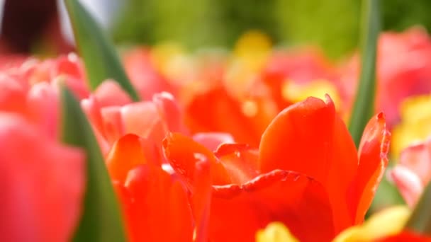 Festői szépségű színes piros és sárga tulipán virágok nyílnak tavasszal kertben. Dekoratív tulipánvirág virágzik tavasszal a királyi parkban Keukenhof. Zárási nézet Hollandia, Hollandia — Stock videók