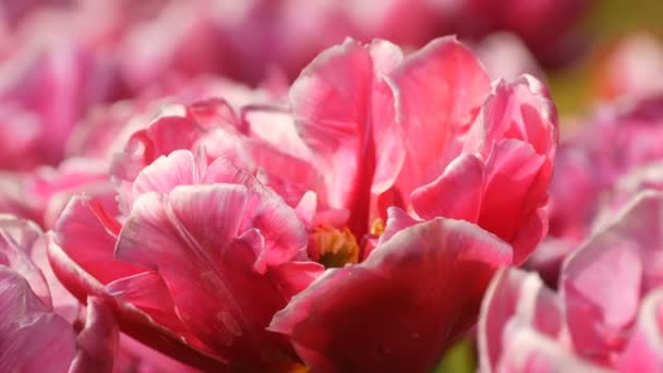 絵のように美しい美しい美しいピンクと白いピオニーチューリップの花は、春の庭に咲きます。王立公園キューケンホフの春の装飾的なチューリップの花。オランダ,オランダの近視 — ストック動画