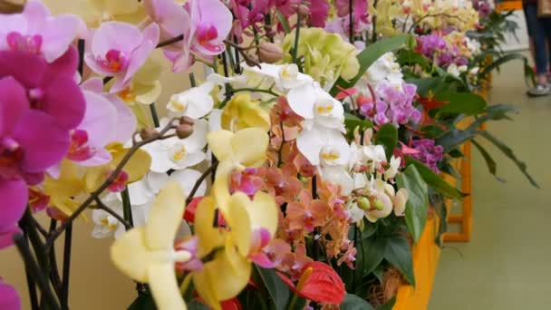 Flores coloridas de la orquídea en exposición en invernadero — Vídeos de Stock