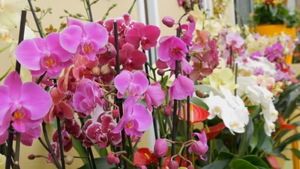 Bunte Orchideenblüten auf Ausstellung im Gewächshaus — Stockvideo