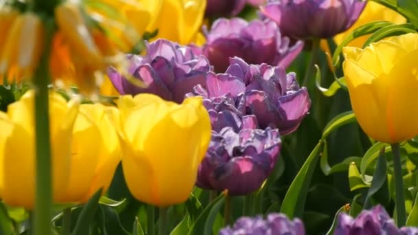 Die malerische Mischung aus dunkelvioletten und gelben Tulpenblüten blüht im Frühlingsgarten. dekorative Tulpenblüte im Frühling im königlichen Park Keukenhof. close view Niederlande, Holland — Stockvideo