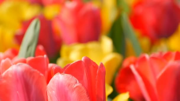 V jarní zahradě kvetou malebné barevné rudé a žluté tulipány květiny. Dekorativní Tulipán kvete ve jarní době v královském parku Keukenhof. Zavřít pohled Nizozemsko, Nizozemsko — Stock video