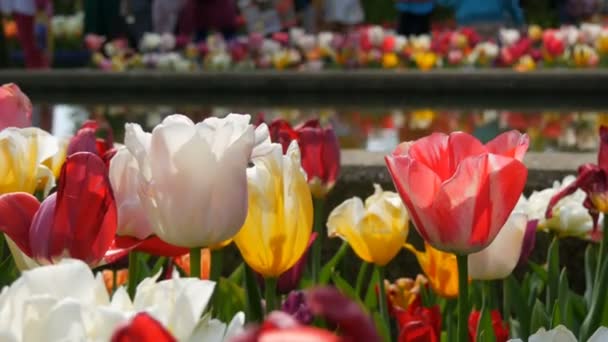 Mélange pittoresque de fleurs de tulipes multicolores fleurissent dans la réflexion du jardin printanier dans l'eau. Fleurs de tulipes décoratives fleurissent au printemps dans le parc royal Keukenhof. Pays-Bas — Video