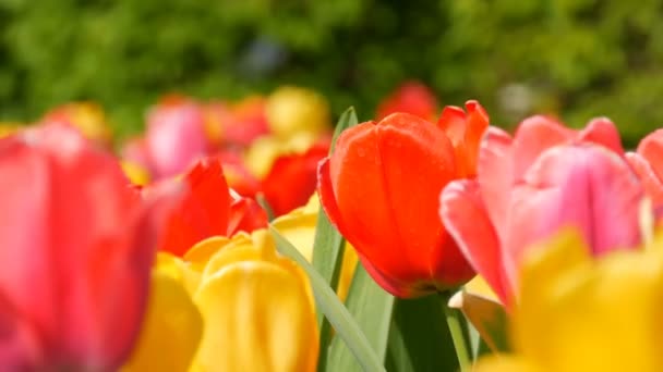 美丽多彩的红黄郁金香花儿盛开在春天的花园里。装饰郁金香花在春天在皇家公园库肯霍夫。近距离观察 荷兰， 荷兰 — 图库视频影像