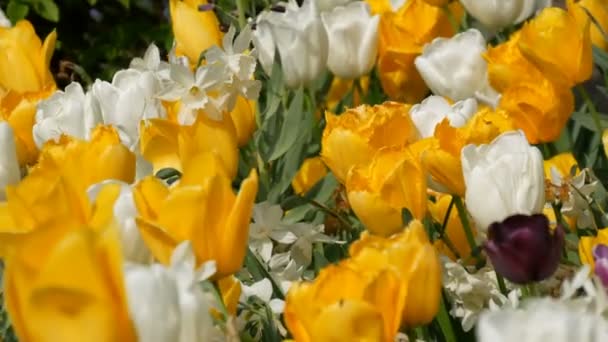 Pitoresco bonito colorido amarelo branco e uma tulipas pretas flores florescem no jardim da primavera. Flor de tulipa decorativa na primavera no parque real Keukenhof. Vista próxima Netherlands, Holland — Vídeo de Stock