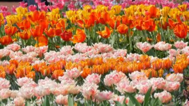 Çok renkli lale çiçekleri pitoresk karışımı bahar bahçesinde çiçek. Kraliyet parkı Keukenhof ilkbaharda dekoratif lale çiçeği çiçeği. Hollanda, Hollanda