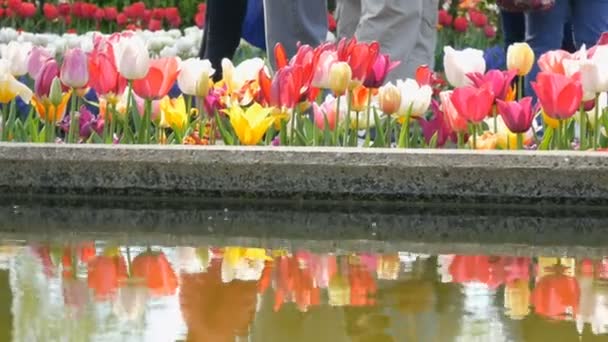 Mistura pitoresca de flores de tulipas multicoloridas florescem na reflexão de jardim de primavera na água. Flor de tulipa decorativa na primavera no parque real Keukenhof. Países Baixos, Holanda — Vídeo de Stock