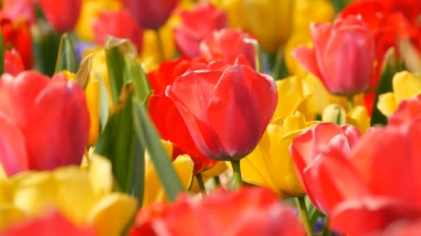 Picturesque indah berwarna merah dan kuning tulip bunga mekar di taman musim semi. Bunga tulip dekoratif mekar di musim semi di taman kerajaan Keukenhof. Tutup pemandangan Belanda, Belanda — Stok Video