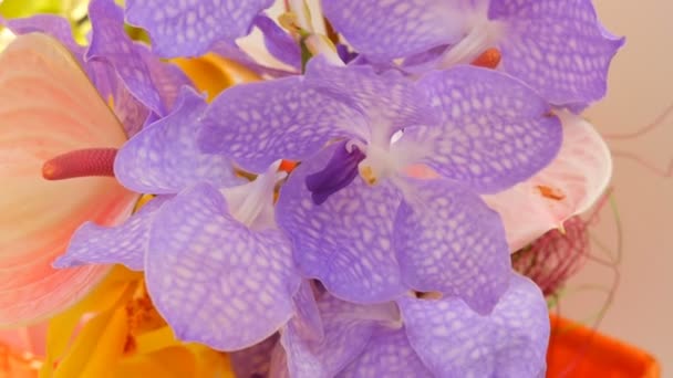 Flores roxas coloridas da orquídea na exposição na estufa — Vídeo de Stock