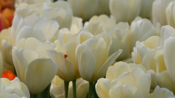 Beautiful mix of white tulips in the world famous royal park Keukenhof. Tulip field close view Netherlands, Holland — Stock Video