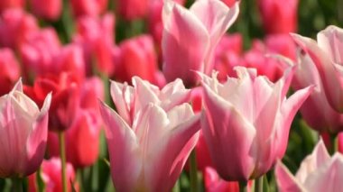 Dünyaca ünlü kraliyet parkı Keukenhof parlak pembe ve beyaz lale güzel karışımı. Lale tarlası yakın görüş Hollanda, Hollanda