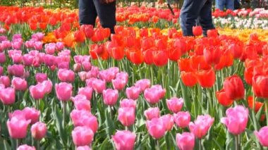 Dünyaca ünlü kraliyet parkı Keukenhof çok renkli pembe ve kırmızı lale güzel karışımı. Lale tarlası yakın görüş Hollanda, Hollanda