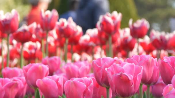 Piękna mieszanka jasnych czerwonych i białych tulipany w światowej sławy Parku Królewskiego Keukenhof. Pole tulipan blisko widok Holandia, Holland — Wideo stockowe