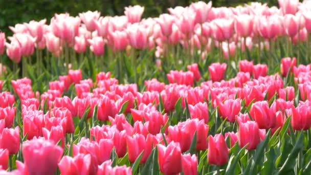 Krásná směs zářivě růžových a bílých tulipány ve světě proslulého královského parku Keukenhof. Pohled na pole Tulipán Nizozemsko, Holandsko — Stock video