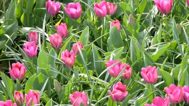 Beautiful bright pink tulips in the world famous royal park Keukenhof. Tulip field close view Netherlands, Holland — Stock Video