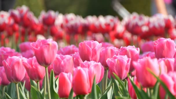 Gyönyörű keveréke élénk rózsaszín és fehér tulipánok a világhírű királyi Park Keukenhof. Tulipán mező közeli nézet Hollandia, Hollandia — Stock videók