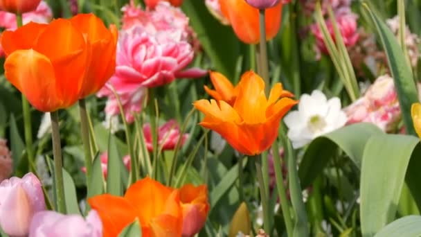 Hermosa mezcla de tulipanes multicolores en el mundialmente famoso parque real Keukenhof. Campo de tulipán vista de cerca Países Bajos, Holanda — Vídeo de stock