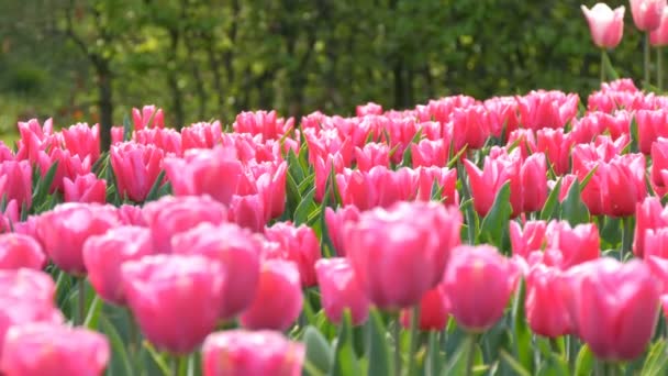 Dünyaca ünlü kraliyet parkı Keukenhof parlak pembe ve beyaz lale güzel karışımı. Lale tarlası yakın görüş Hollanda, Hollanda — Stok video