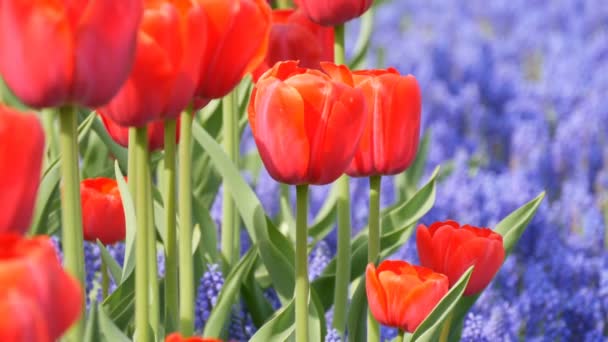 Schöne mischung aus leuchtend roten tulpen und blauen glocken im weltberühmten königlichen park keukenhof. Tulpenfeld Nahsicht Niederlande, Holland — Stockvideo